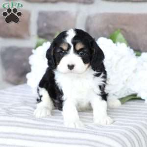 Camryn, Cavapoo Puppy
